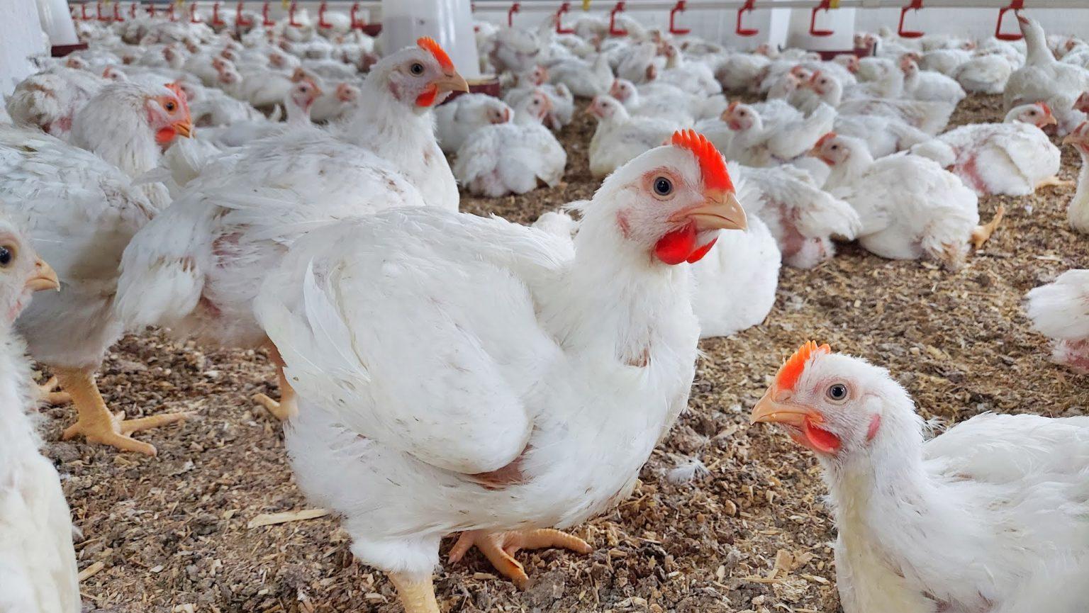 House Feed Grower
